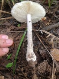 Amanita cinereoconia image