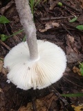 Amanita cinereoconia image