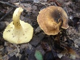 Cantharellus lewisii image
