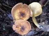 Cantharellus lewisii image