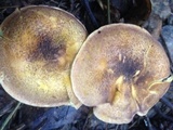 Cantharellus lewisii image