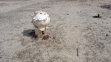 Agaricus texensis image