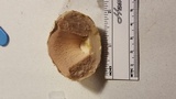 Agaricus texensis image