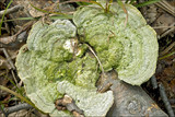 Trametes hirsuta image