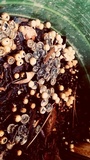 Cyathus stercoreus image