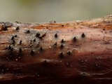 Sydowiella fenestrans image