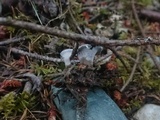 Hydnellum caeruleum image