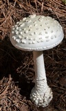Amanita subcokeri image