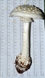 Amanita subcokeri image