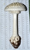 Amanita subcokeri image