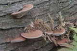 Ganoderma lobatum image