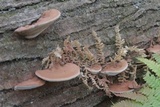 Ganoderma lobatum image