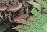 Ganoderma lobatum image
