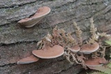 Ganoderma lobatum image