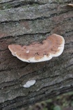 Ganoderma lobatum image