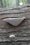 Ganoderma lobatum image