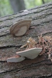 Ganoderma lobatum image