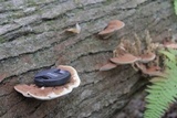 Ganoderma lobatum image