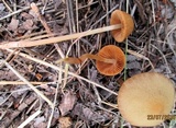 Conocybe dumetorum image