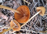 Conocybe dumetorum image