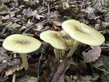 Chrysomphalina strombodes image