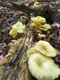 Chrysomphalina strombodes image