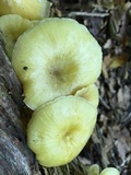 Chrysomphalina strombodes image