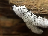 Ceratiomyxa fruticulosa var. fruticulosa image