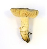 Amanita pruittii image