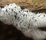 Ceratiomyxa fruticulosa var. fruticulosa image