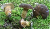 Xanthoconium affine image