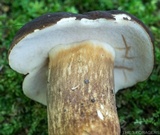 Xanthoconium affine image