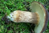 Xanthoconium affine image