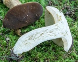 Xanthoconium affine image