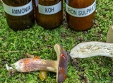 Xanthoconium affine image