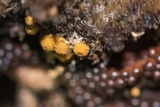 Metatrichia vesparium image