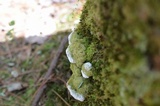 Oxyporus populinus image