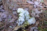 Oxyporus populinus image
