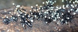 Stromatographium stromaticum image