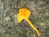 Cantharellus minor image