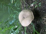 Tylopilus rubrobrunneus image