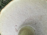 Tylopilus rubrobrunneus image