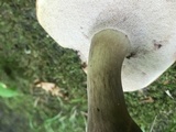 Tylopilus rubrobrunneus image