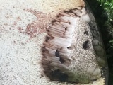 Tylopilus rubrobrunneus image
