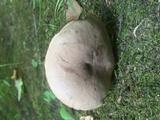 Tylopilus rubrobrunneus image