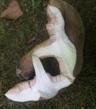 Tylopilus rubrobrunneus image