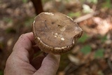 Tylopilus felleus image