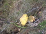 Amanita flavorubens image