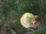 Amanita flavorubens image