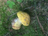 Amanita flavorubens image